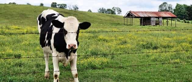 Pic: Pitch invading cows spark immaculate response from Welsh football head