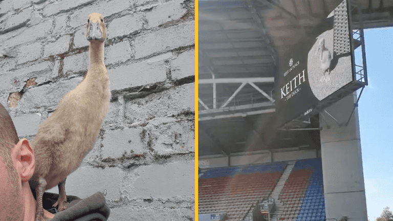 Wigan fans observe minute’s applause for deceased pet duck called Keith Wigan fans observe minute’s applause for deceased pet duck called Keith