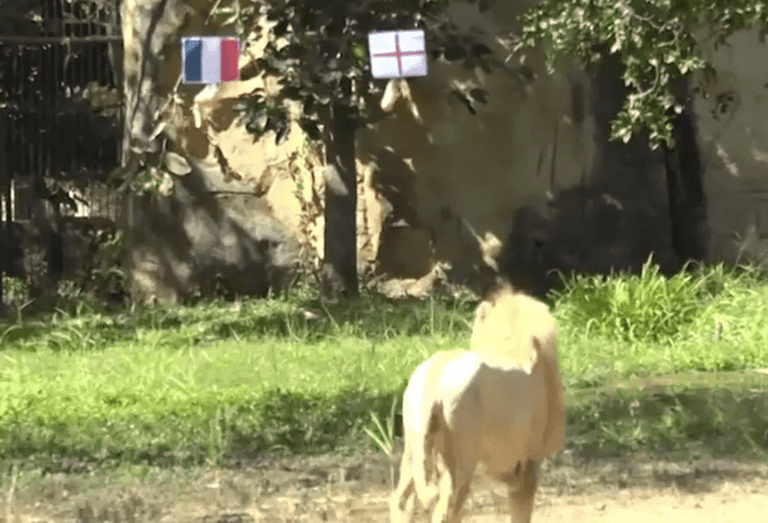 Psychic lion predicts outcome of England vs France World Cup clash