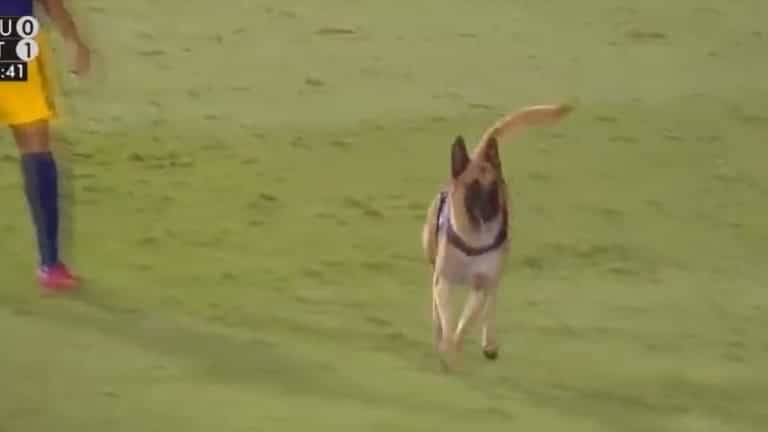 Police dog slips lead, takes football and causes chaos at Brazilian final Police dog slips lead, takes football and causes chaos at Brazilian final