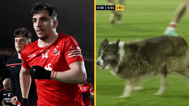 Trillick take ‘fight in the dog’ expression very literally in win over Crossmaglen Trillick take ‘fight in the dog’ expression very literally in win over Crossmaglen