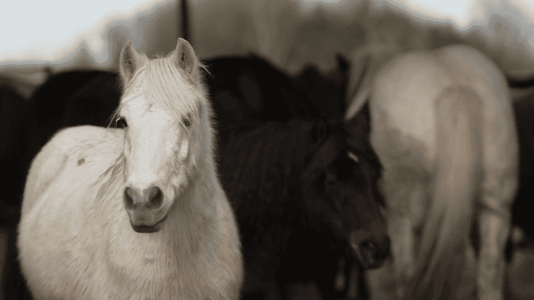 Viewers shocked at ‘sickening’ RTÉ investigation into horse industry Viewers shocked at ‘sickening’ RTÉ investigation into horse industry