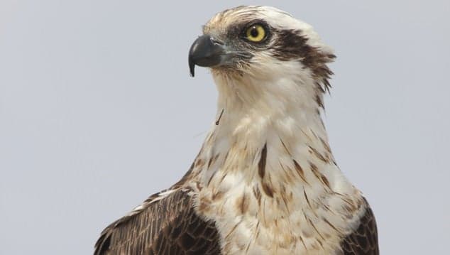 Seattle Seahawk mascot apologises for landing on fan’s head