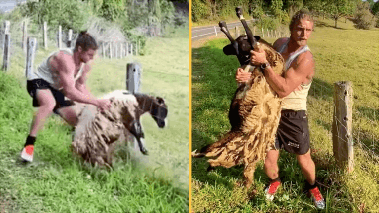 Honey Badger to the rescue as he saves sheep stuck in barbed-wire fence Honey Badger to the rescue as he saves sheep stuck in barbed-wire fence