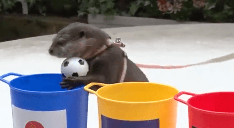 Clairvoyant otter predicted Japan’s World Cup win over Germany Clairvoyant otter predicted Japan’s World Cup win over Germany