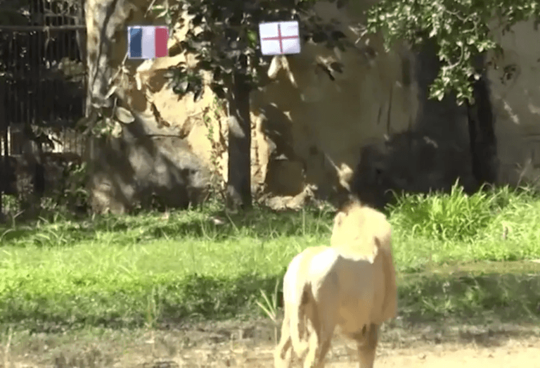 Psychic lion predicts outcome of England vs France World Cup clash Psychic lion predicts outcome of England vs France World Cup clash