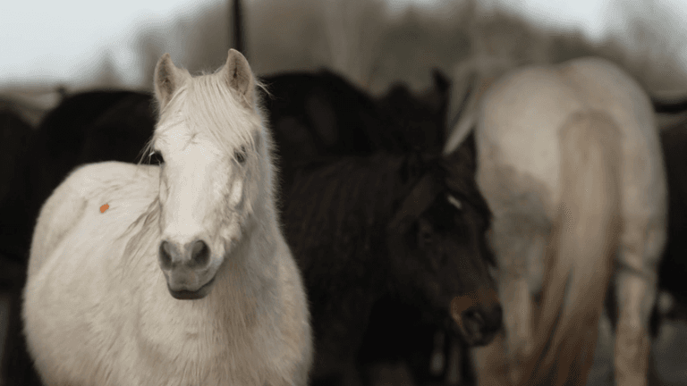 Viewers shocked at ‘sickening’ RTÉ investigation into horse industry Viewers shocked at ‘sickening’ RTÉ investigation into horse industry