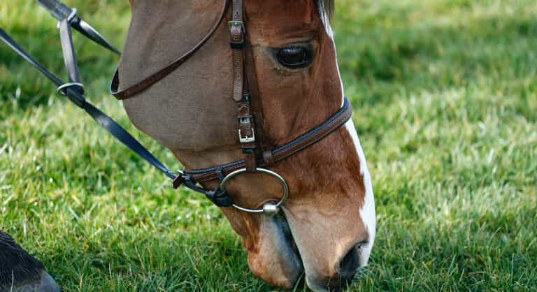 How well do you know your Cheltenham Festival history? How well do you know your Cheltenham Festival history?