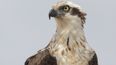 Seattle Seahawk mascot apologises for landing on fan’s head