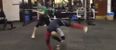 VIDEO: Conor McGregor shows off his capoeira moves against Boston Celtic’s mascot