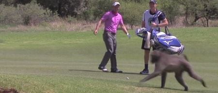 VIDEO: Luke Donald reacts to stray baboon with surprising air of “this always happens”