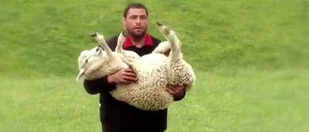 Video: Sheep-herding drill is the best rugby pre-season idea of all time