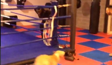 VIDEO: Mario Balotelli acting the absolute maggot with a dog in a boxing ring