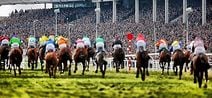 PIC: It’s Cheltenham week, so the obvious thing to do is dress a horse in a tweed suit