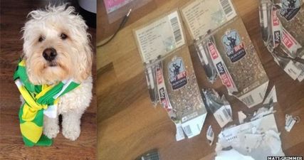 How this adorable dog almost ruined one Norwich fan’s play-off dream