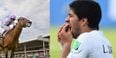 VINE: A horse almost did a Luis Suarez at the Curragh today