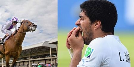 VINE: A horse almost did a Luis Suarez at the Curragh today