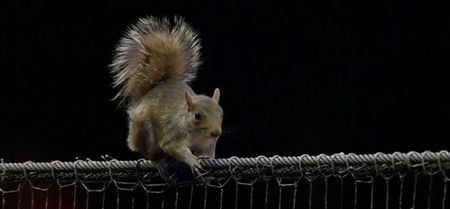 VIDEO: Baseball game disrupted, players run, police arrive, reporters on scene – because of a squirrel