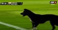 VIDEO: Dog gets on to football pitch, evades everyone and the crowd absolutely loves it