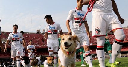 PICS: Sao Paulo players took to the pitch with dogs at the weekend to promote a great cause