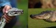 Pic: Florida golfer witnesses latest instalment in Alligator Vs Python