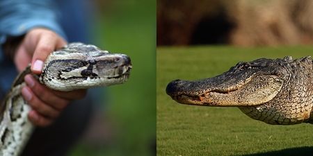 Pic: Florida golfer witnesses latest instalment in Alligator Vs Python