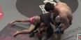 WATCH: ONE Championship produces brutal knockout via… no, that can’t be right