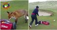 VIDEO: Man lets fox snoop around his bag in Louth golf course, fox steals man’s wallet