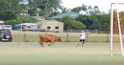 VIDEO: Raging cow invades football pitch during underage game