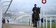 Your top tips for the opening day of Cheltenham from Hayley O’Connor of Ladbrokes