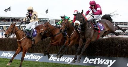 Punters offer well-wishes to No More Heroes who tore a tendon in the 2.10 at Cheltenham