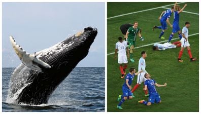 England players can look forward to a whale watching trip following Iceland defeat