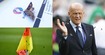 PICS: Moth infestation swarms Euro 2016 final… because they stupidly left the lights on