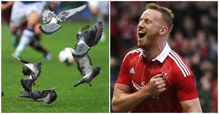 Unfortunate pigeon delays Adam Rooney and Jonny Hayes’ Europa League adventures