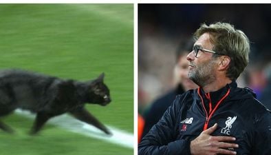 The black cat that invaded Anfield excited fans *much* more than the football