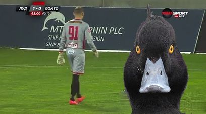 Watch Bulgarian keeper come off second best in a battle with a rogue duck