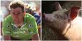 Ireland’s greatest ever cyclist collides with a pig… it ends well for neither