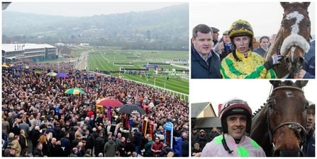 Five Cheltenham bets you should absolutely make