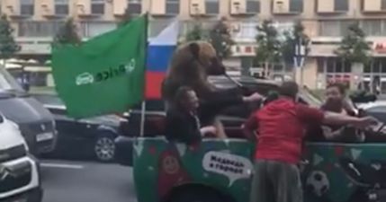 Bear plays vuvuzela in traffic as World Cup gets underway