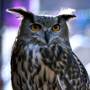 Eagle Owl