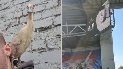 Wigan fans observe minute’s applause for deceased pet duck called Keith