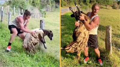 Honey Badger to the rescue as he saves sheep stuck in barbed-wire fence