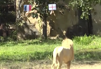 Psychic lion predicts outcome of England vs France World Cup clash