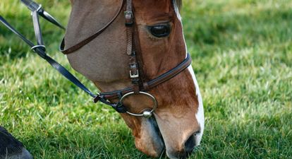 How well do you know your Cheltenham Festival history?