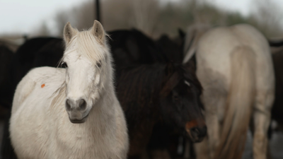 Viewers shocked at ‘sickening’ RTÉ investigation into horse industry